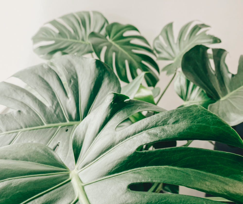 Cuidados de Monstera Deliciosa | Costilla de Adn como cuidar | April |  APRILPLANTS