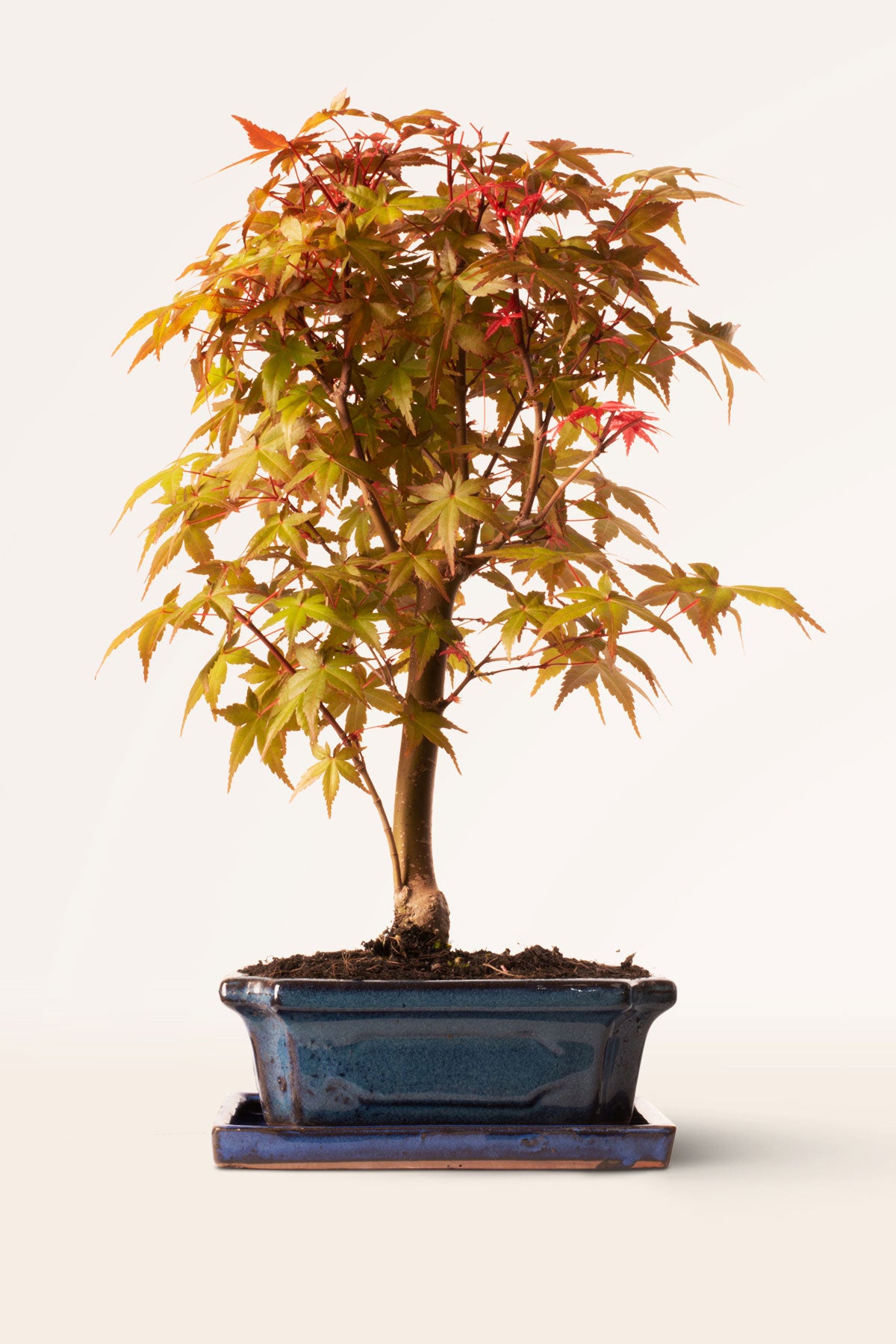 Comprar Bonsái Acer Japones Deshojo online | April Plants