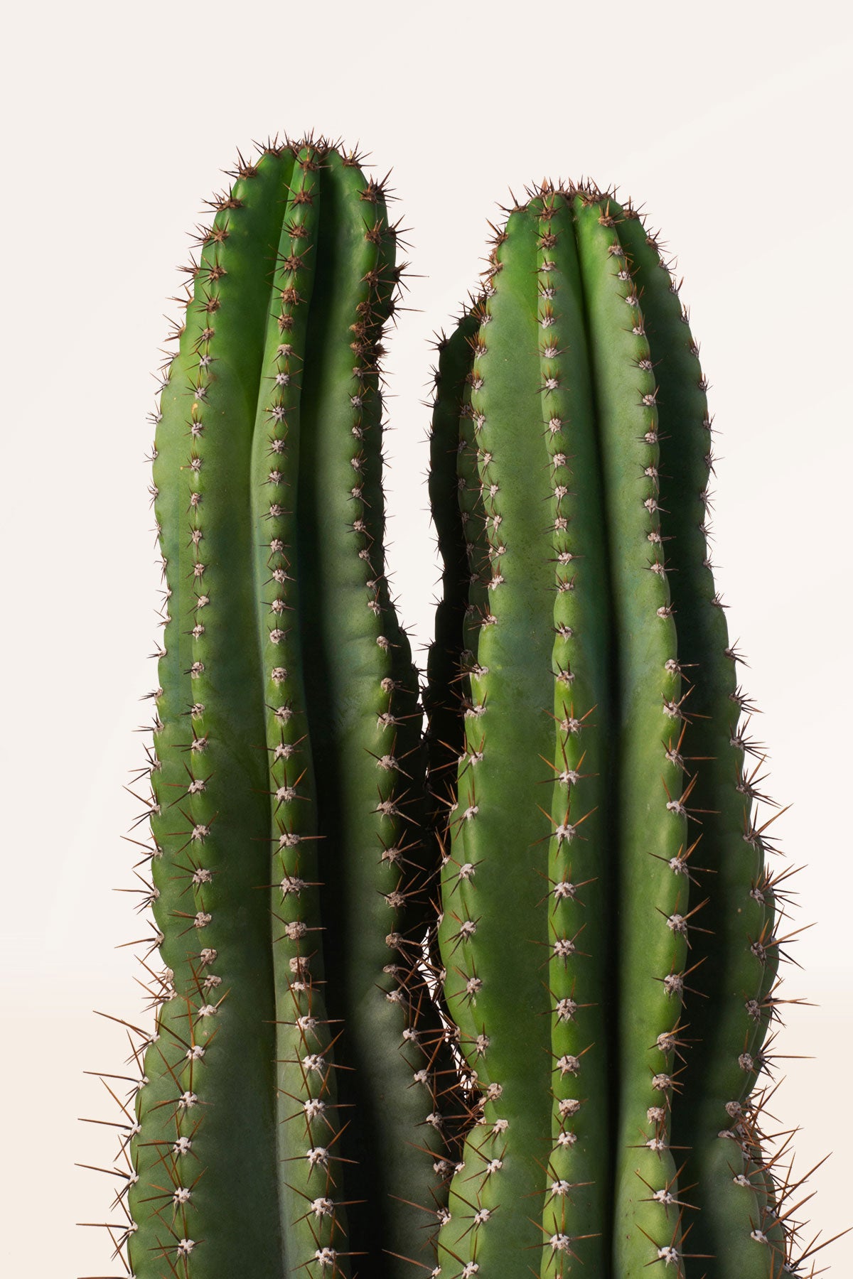 Cereus Jamacura