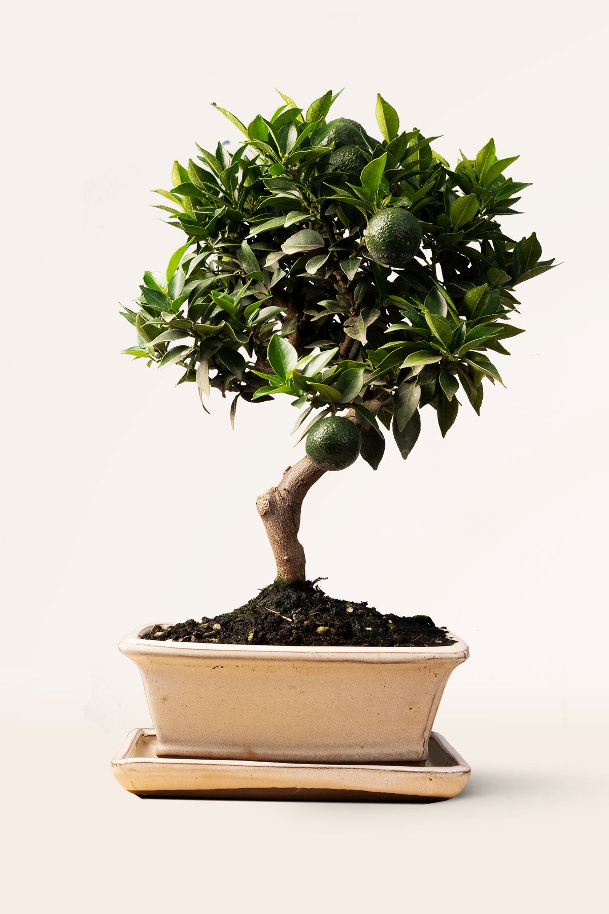 bonsai naranjo Comprar Bonsái Naranjo online | April Plants