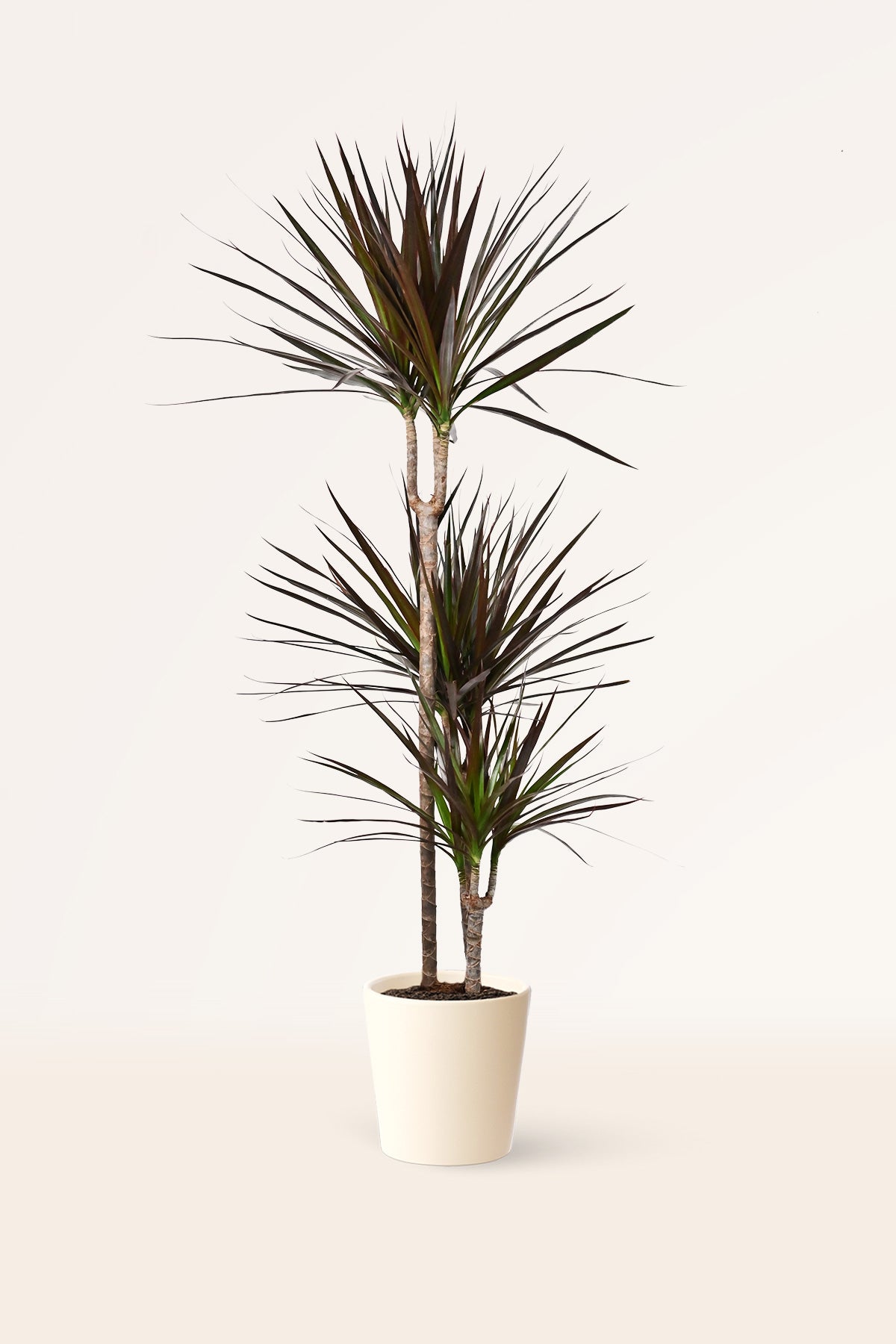 la planta dracaena Comprar Dracaena Marginata Magenta online | April Plants