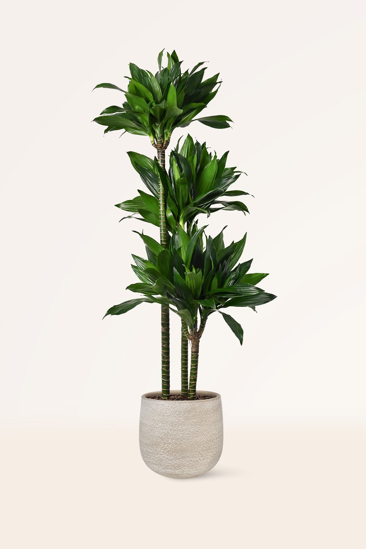 dracaena janet cuidados Comprar Dracaena Janet Craig online | April Plants