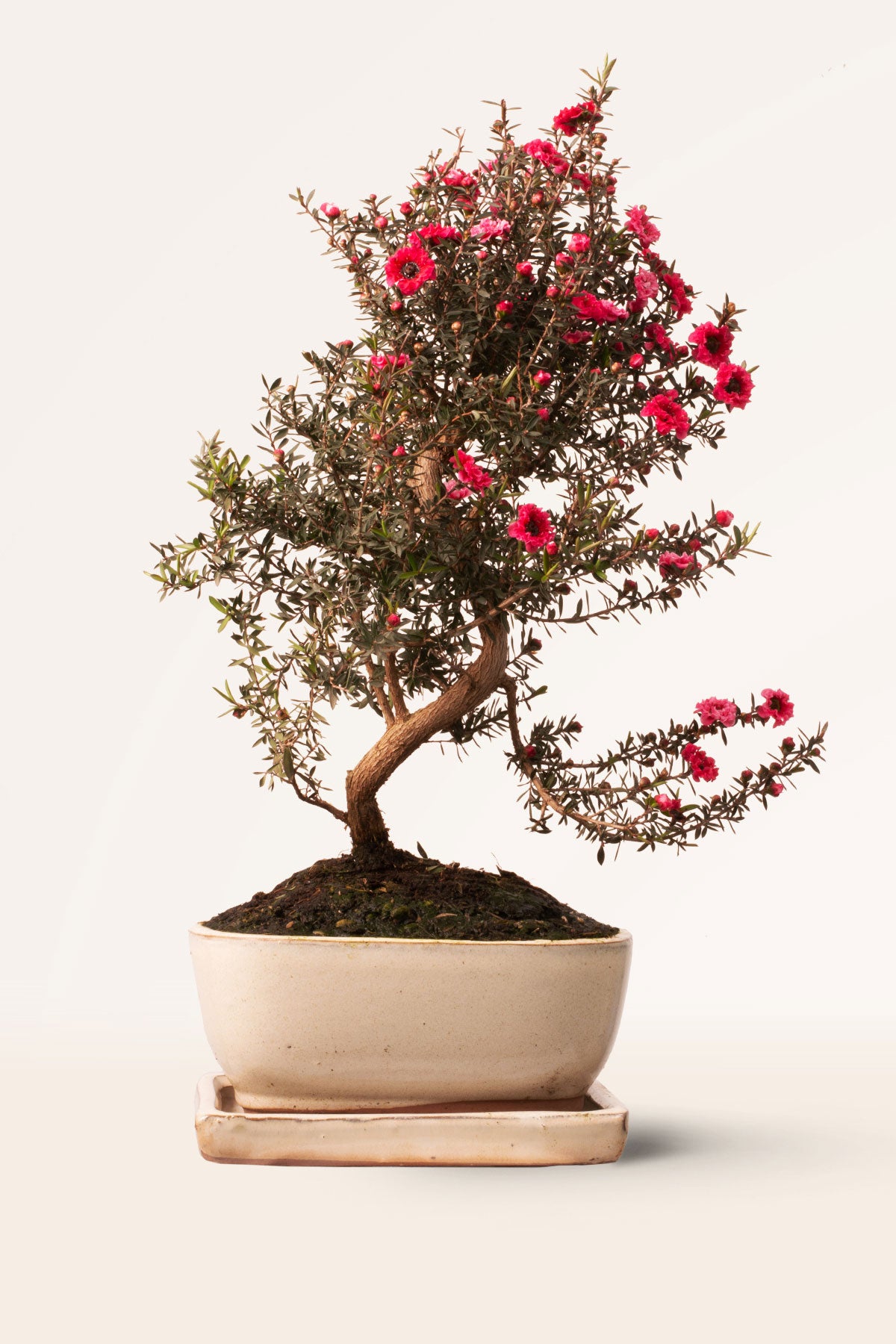 Comprar Bonsái Leptospermum online | April Plants