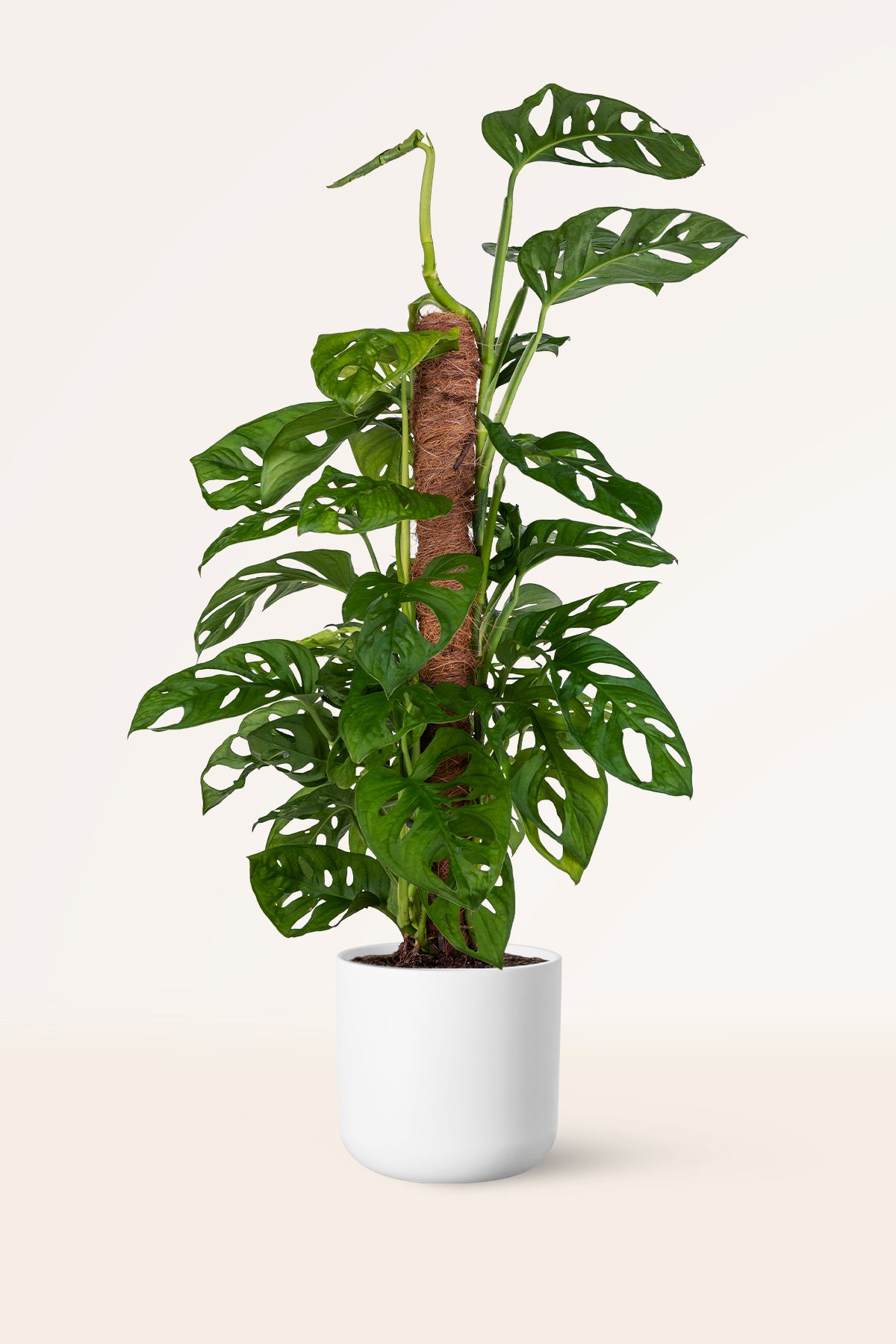 monstera adansonii como cuidar Comprar Monstera Adansonii XL online | April Plants