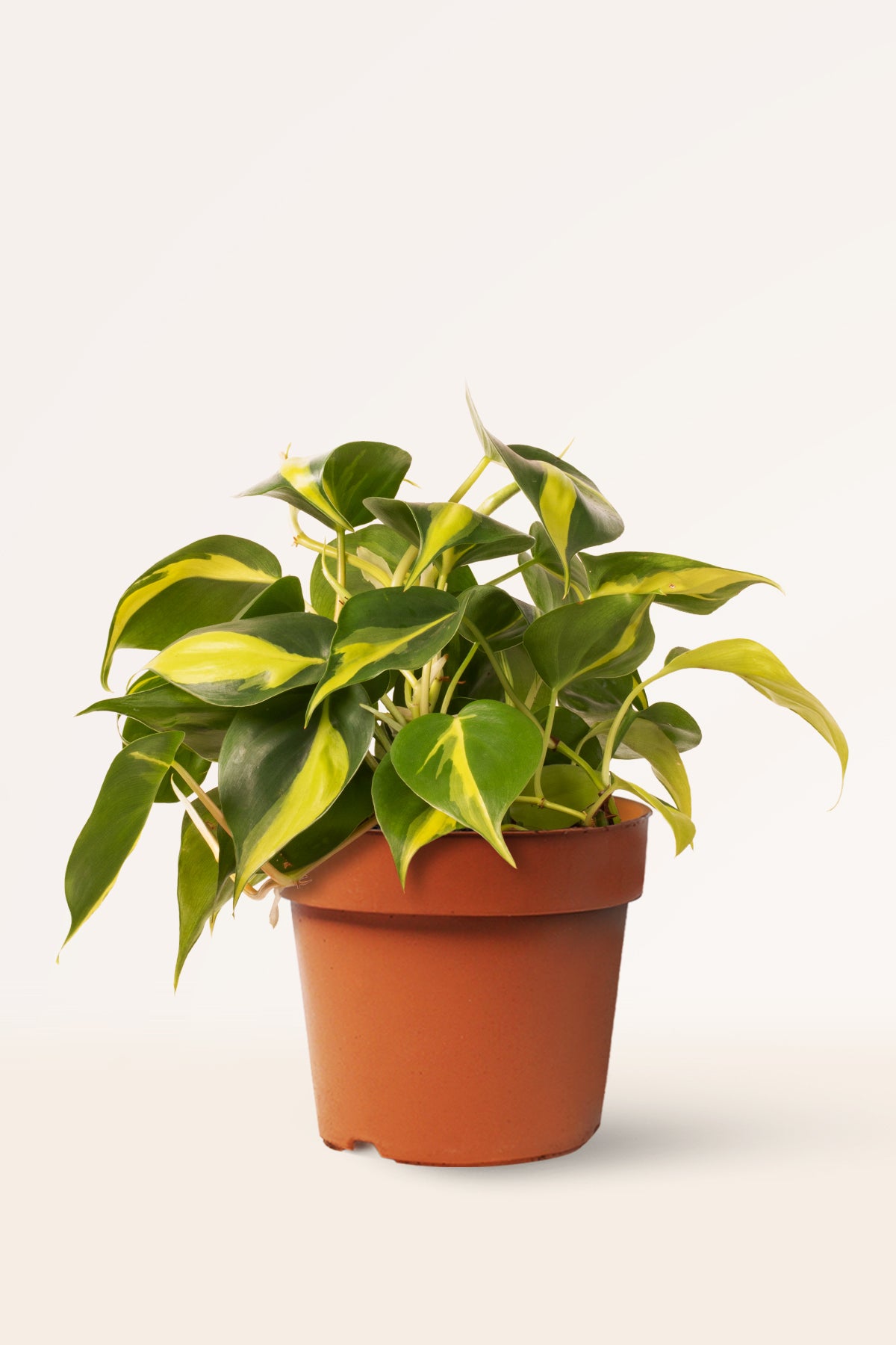 philodendron colgante Comprar Philodendron Scandens Brasil online | April Plants