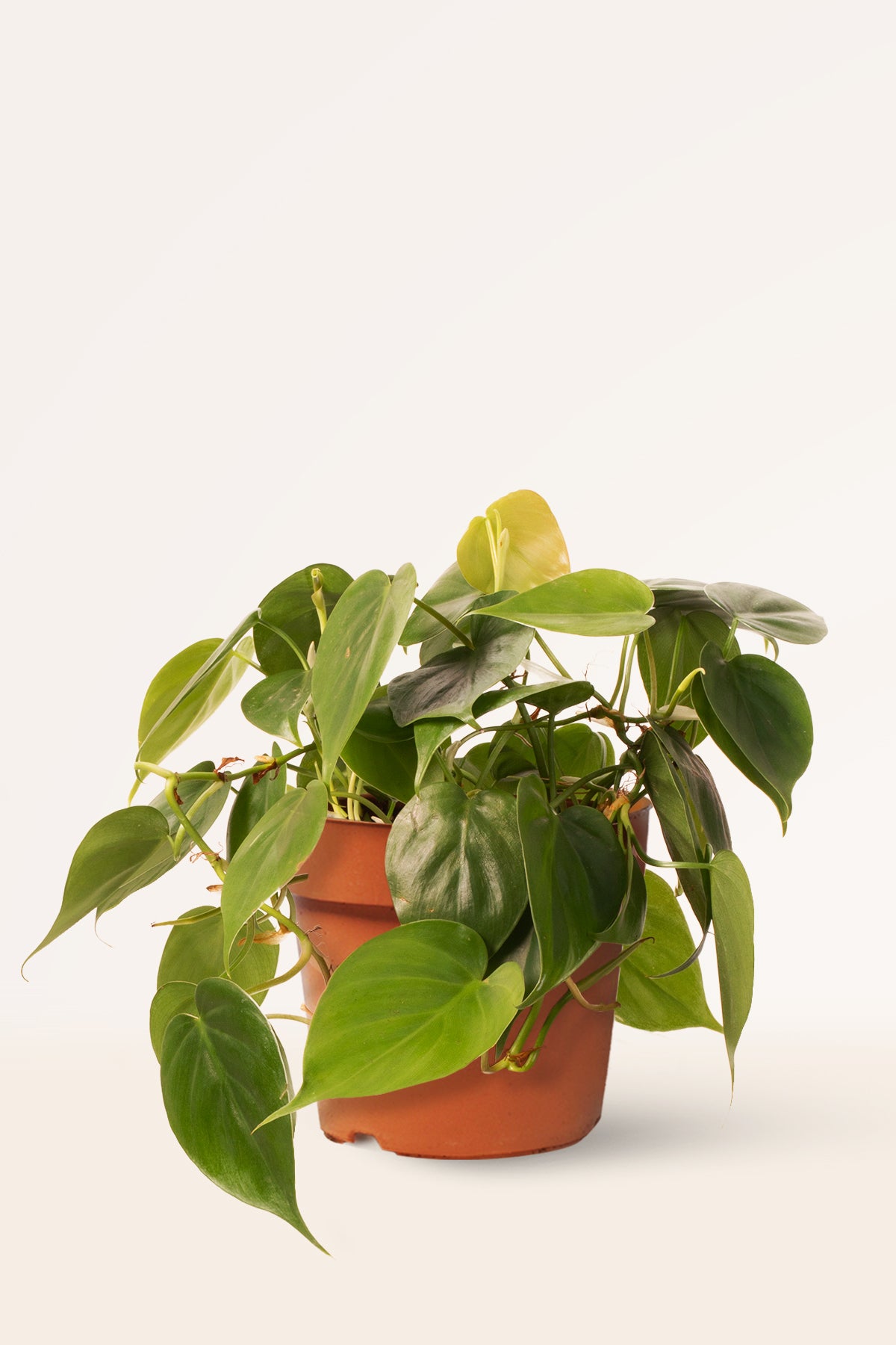 philodendron hederaceum como cuidar Comprar Philodendron Scandens online | April Plants