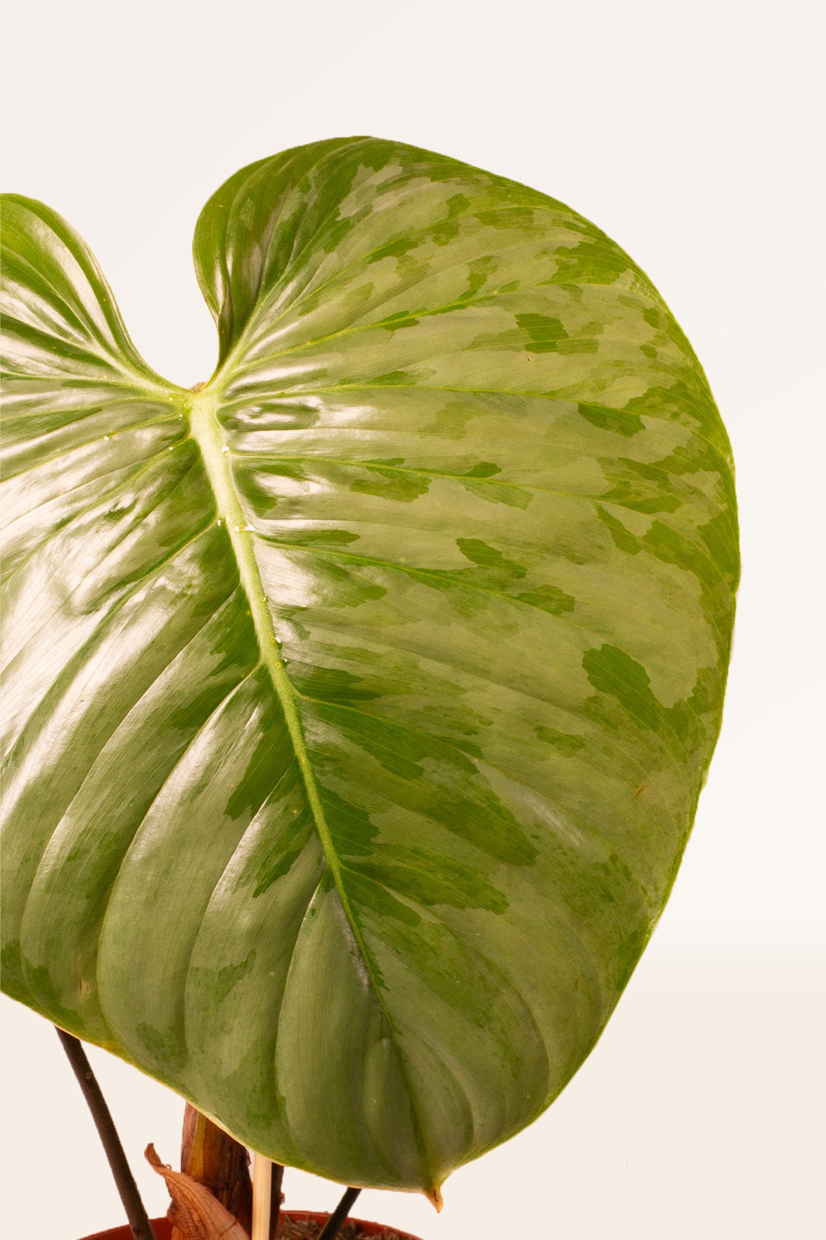 philodendron como cuidar Comprar Philodendron Philodendron sodiroi online | April Plants