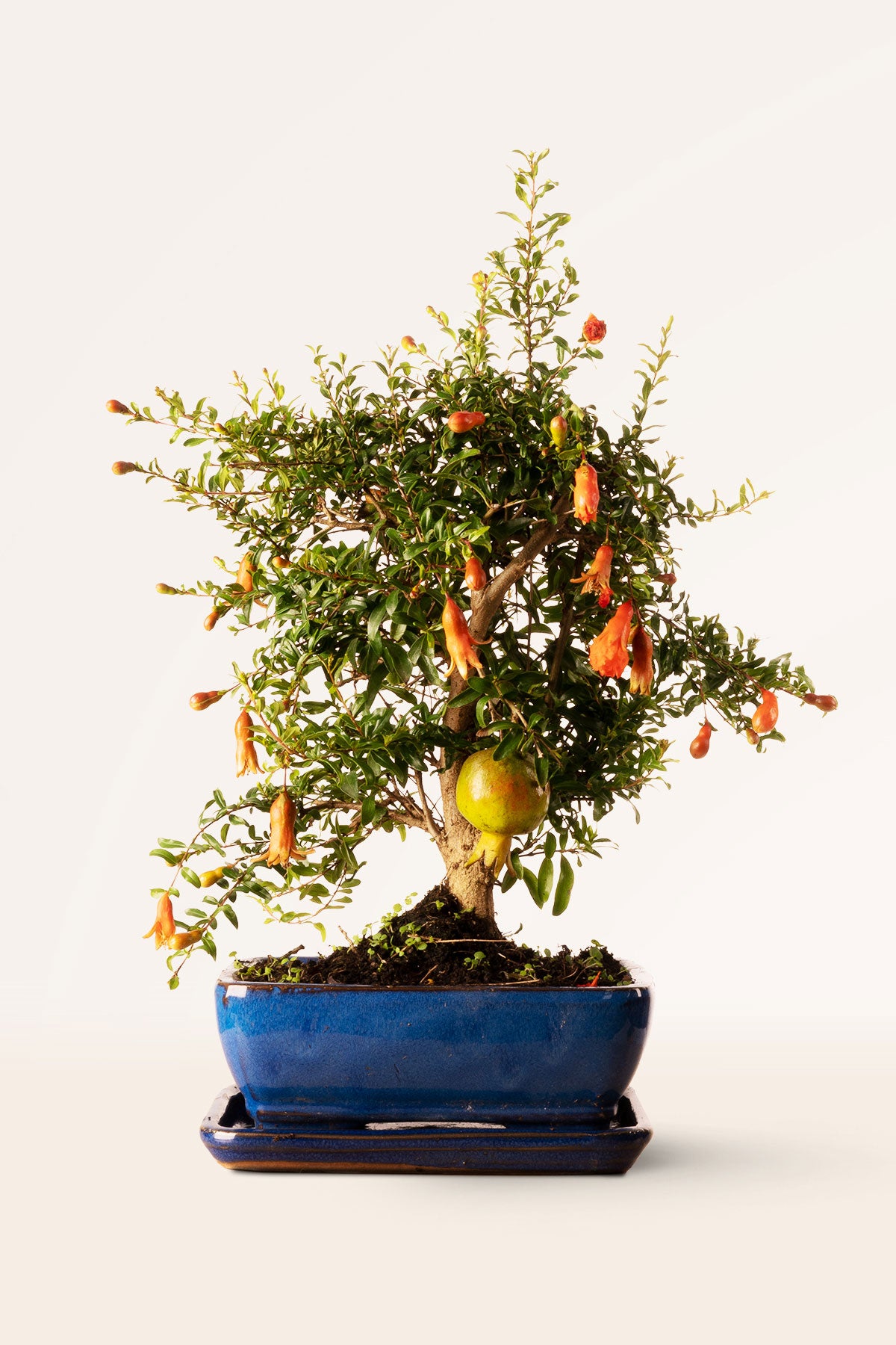 Bonsái Punica granatum o Granado online | April Plants