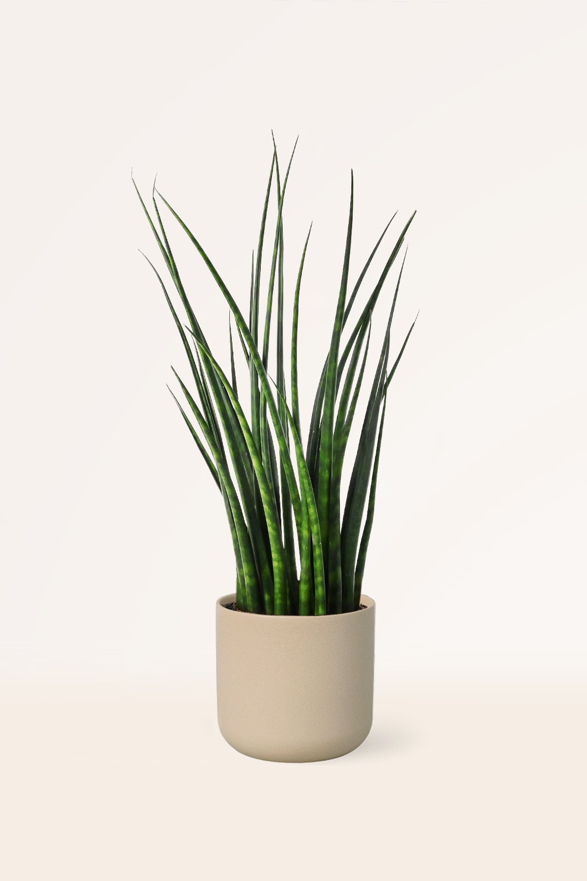 sansevieria fernwood cuidados Comprar Sansevieria Fernwood Mikado online | April Plants