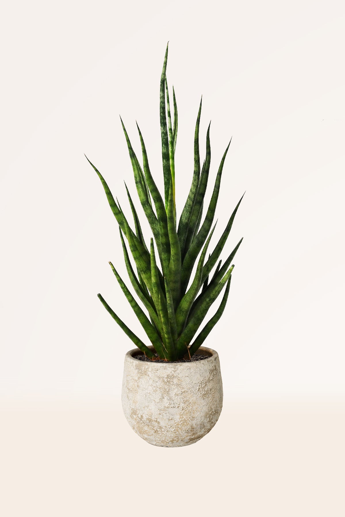 sansevieria maceta Comprar Sansevieria Torch online | April Plants