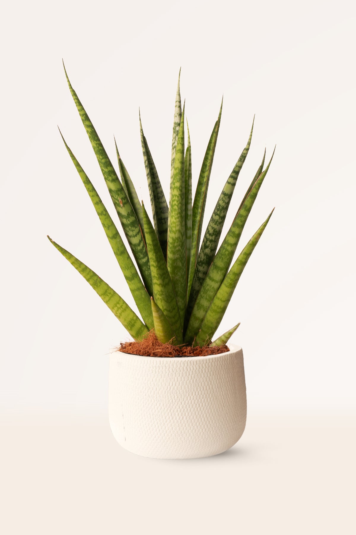 Comprar Sansevieria Pineapple online | April Plants