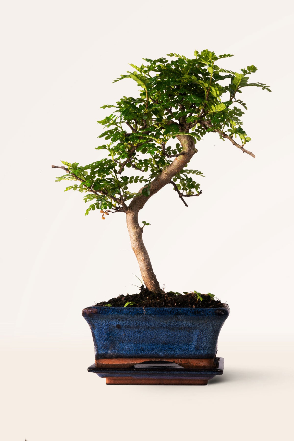 zanthoxylum bonsai Bonsái Zanthoxylum o Pimentero Japonés online | April Plants