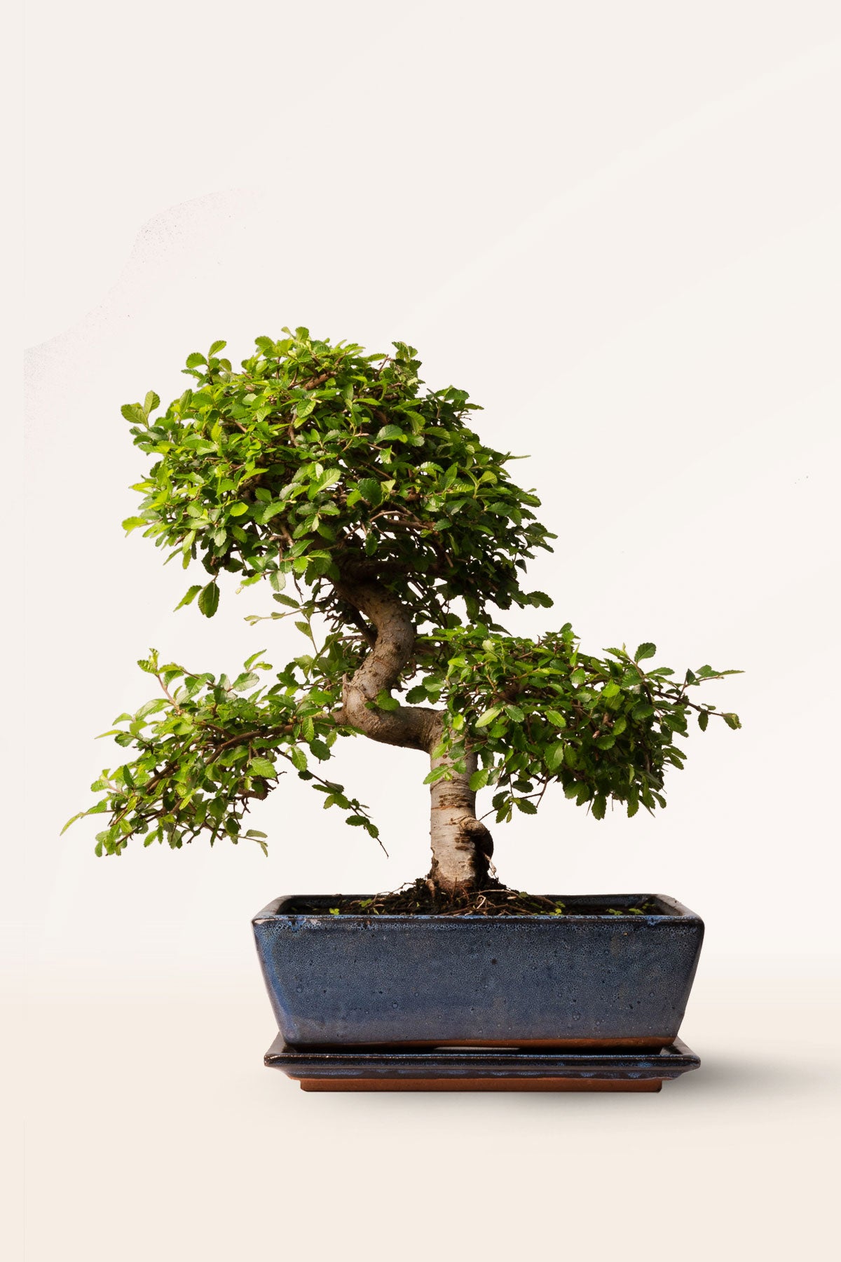 Comprar Bonsái Zelkova Parvifolia de 10 años online April Plants