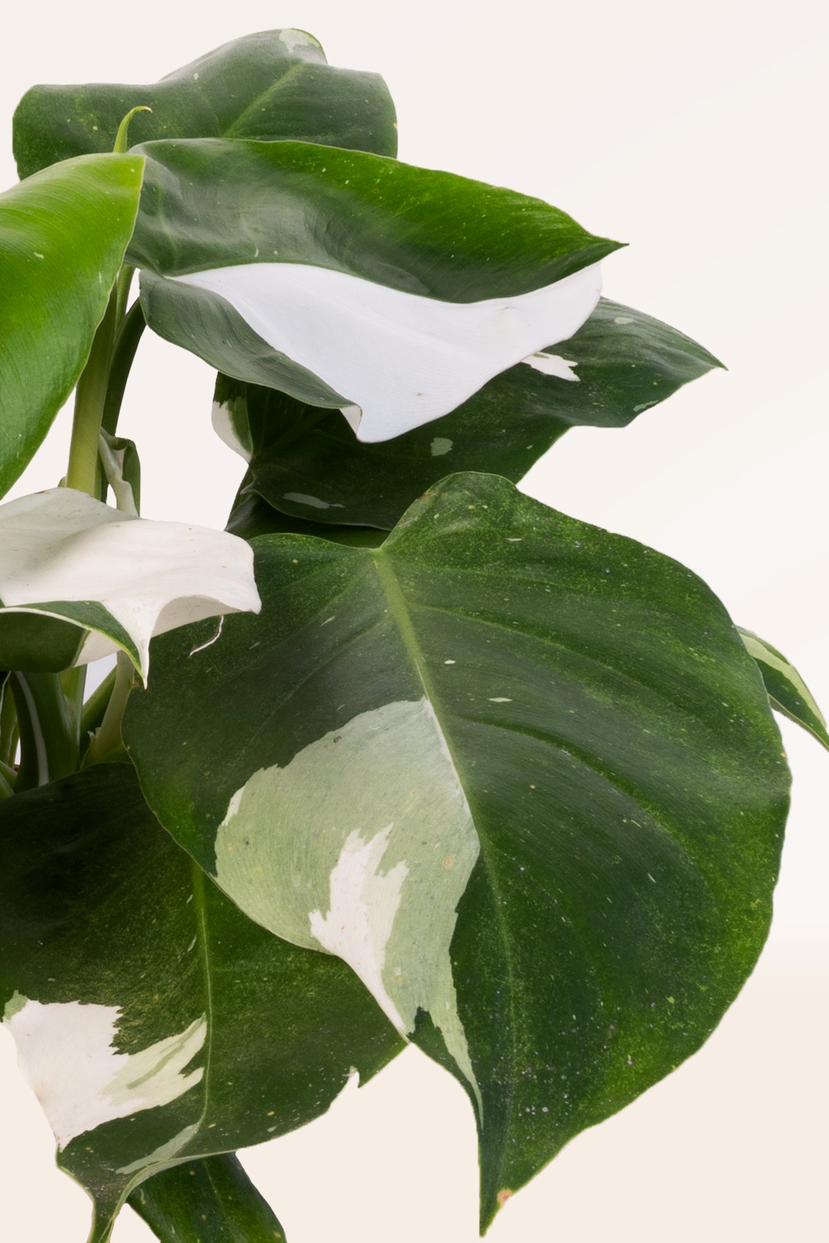 Florari Philodendron White Princess  Weier Baumfreund, Pflegeleichte  Zimmerpflanze Wave Standort