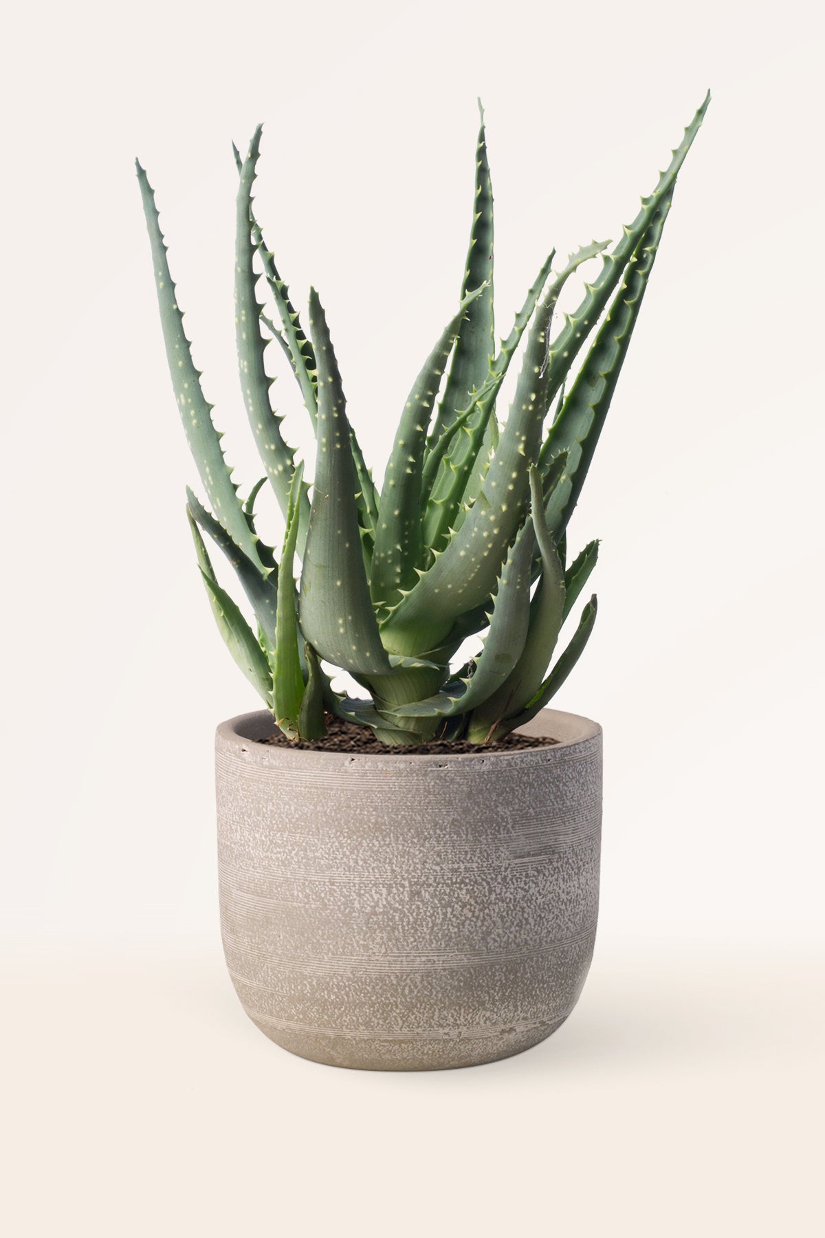 Comprar Aloe Vera Arborescens online | April Plants