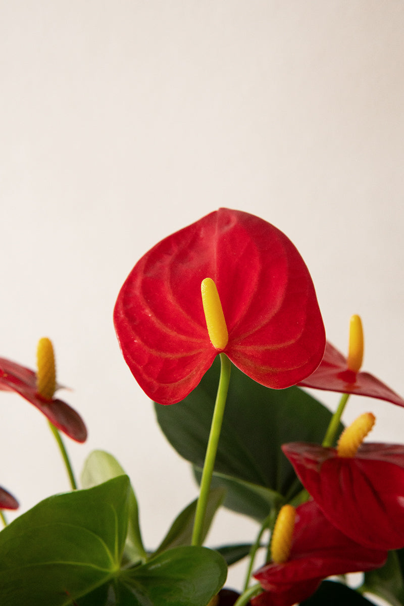 anthurium rojo precio Comprar Anthurium rojo online | April Plants
