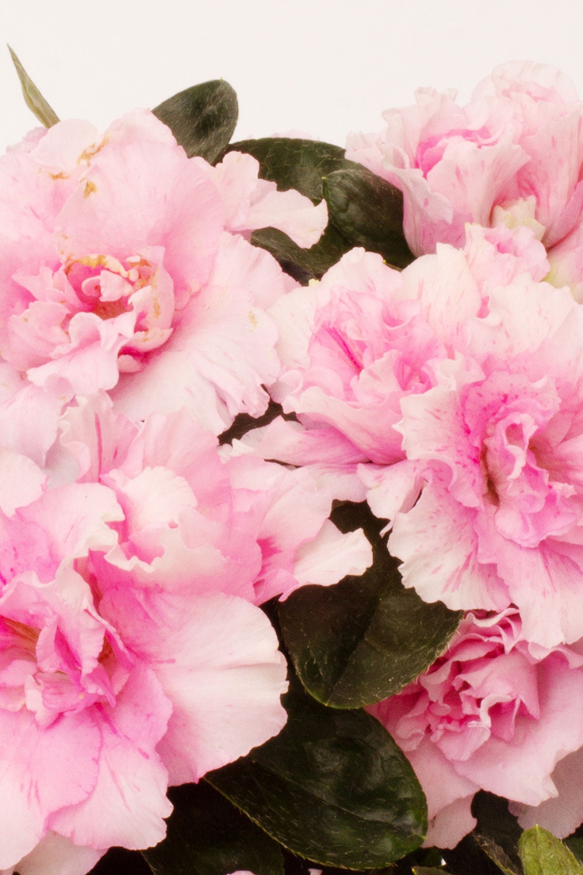 Comprar Azalea Rosa (Rhododendron) online April Plants APRILPLANTS