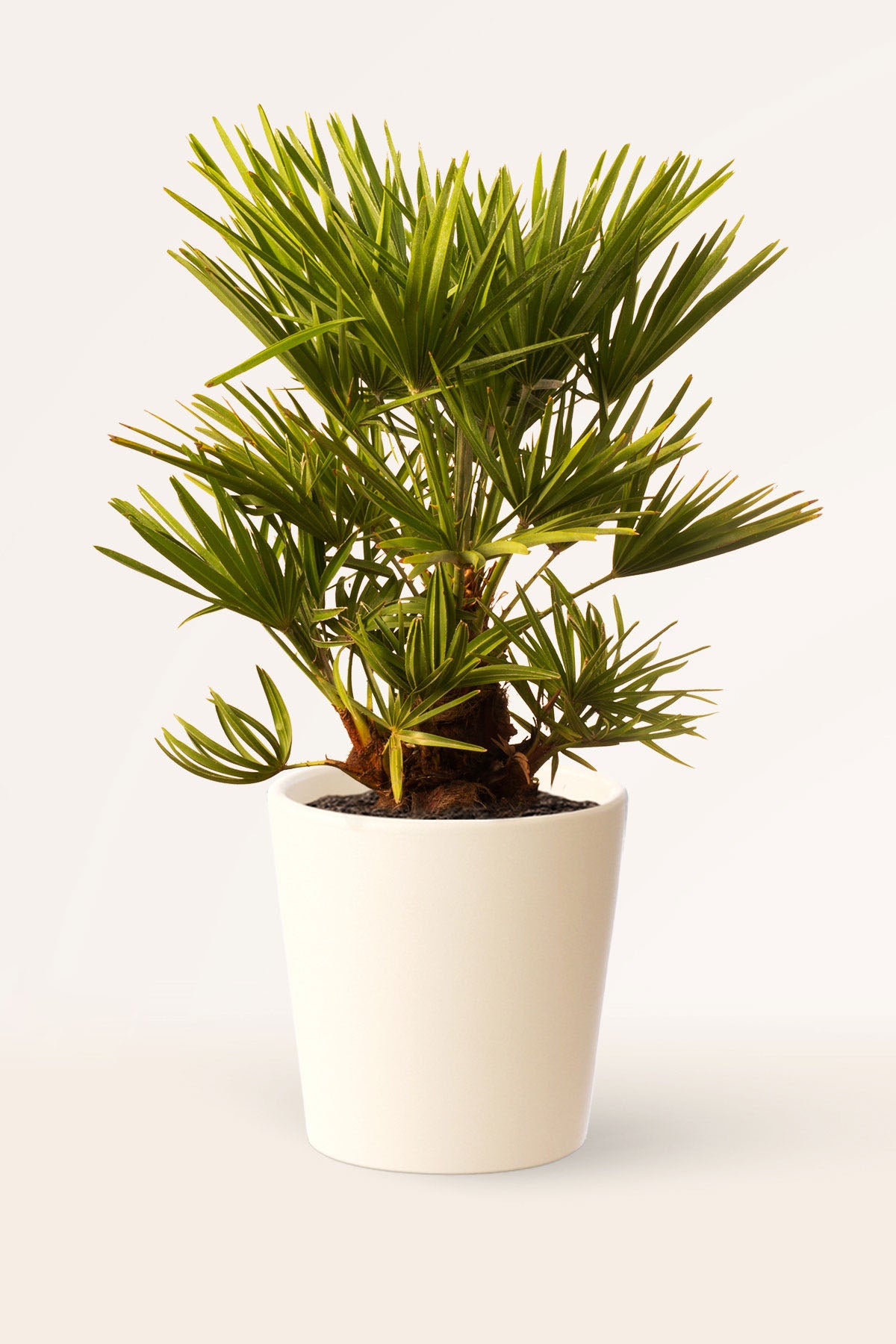 Palmera Chamaerops Humilis 30 Cm - Palmera Enana Resistente, Ideal Jardines Secos, Tolera Frío -10°C