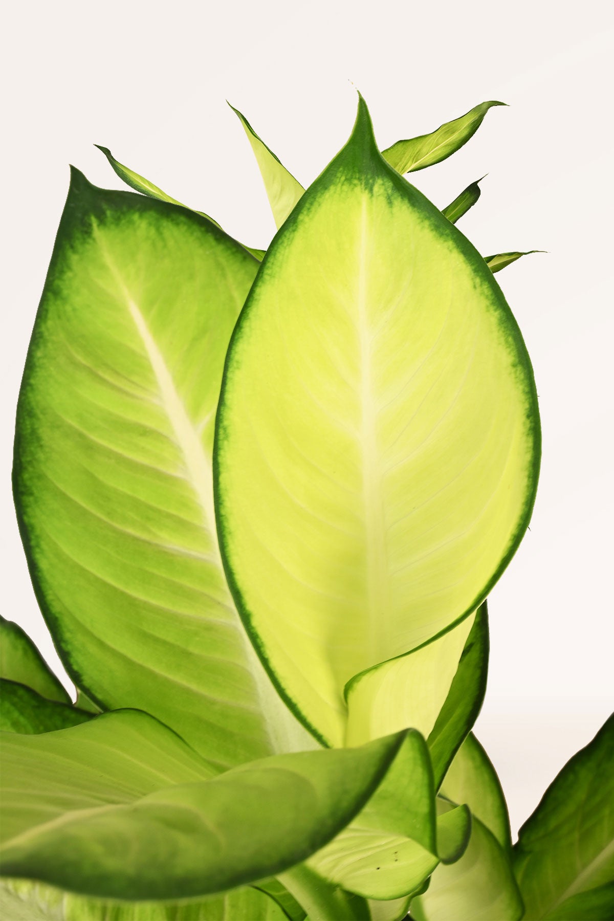 dieffenbachia camilla cuidados Comprar Dieffenbachia Camilla online | April Plants