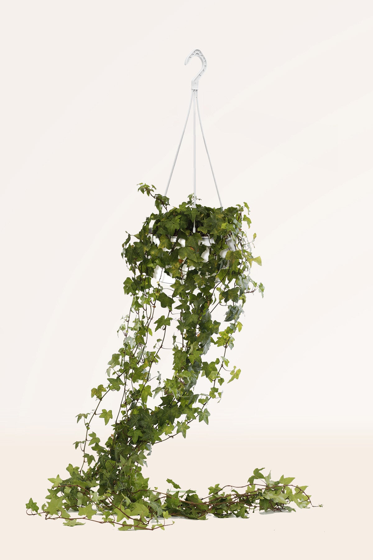 Comprar Hiedra Helix Anna online | April Plants
