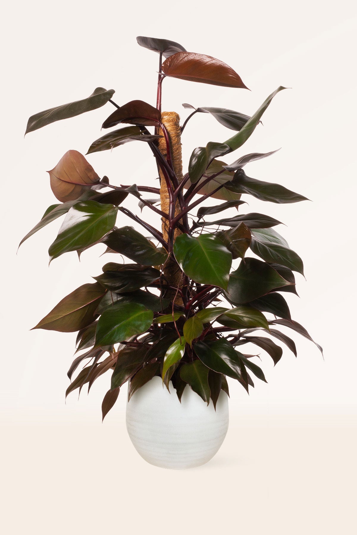 philodendron imperial red vs red emerald Comprar Philodendron Imperial Red online | April Plants