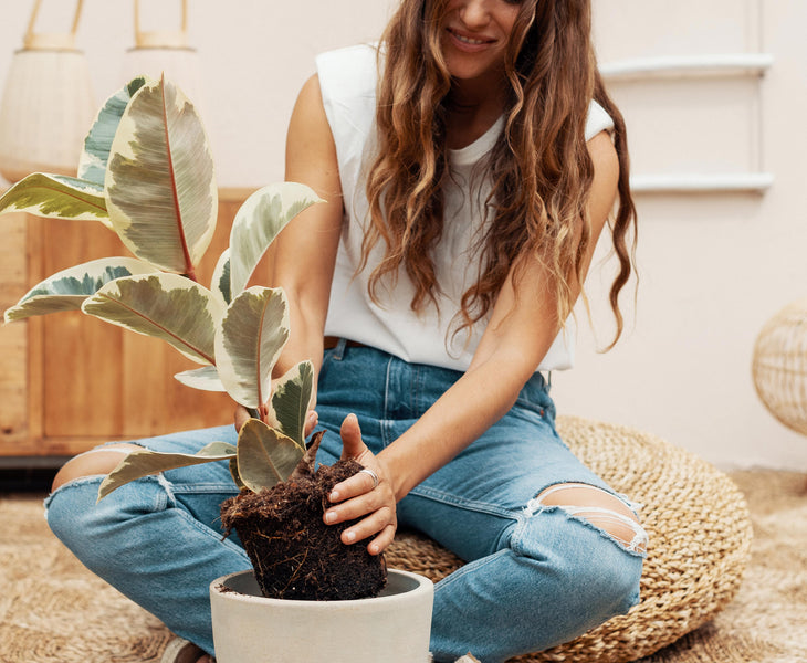 Cómo cuidar tus nuevas plantas