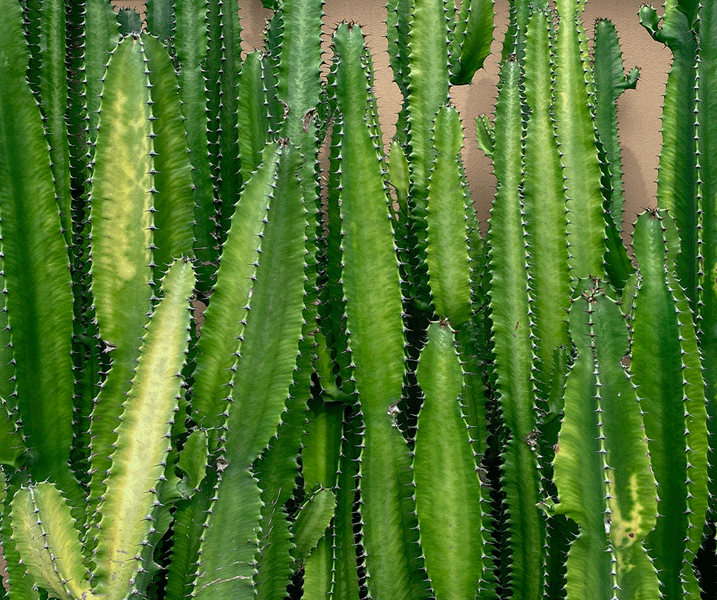 Cuidados de Euphorbia Eritrea o Árbol Candelabro