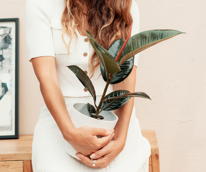 Cuidados de Ficus Elástica