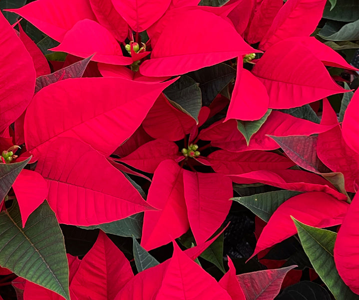 Cómo cuidar tu Poinsettia