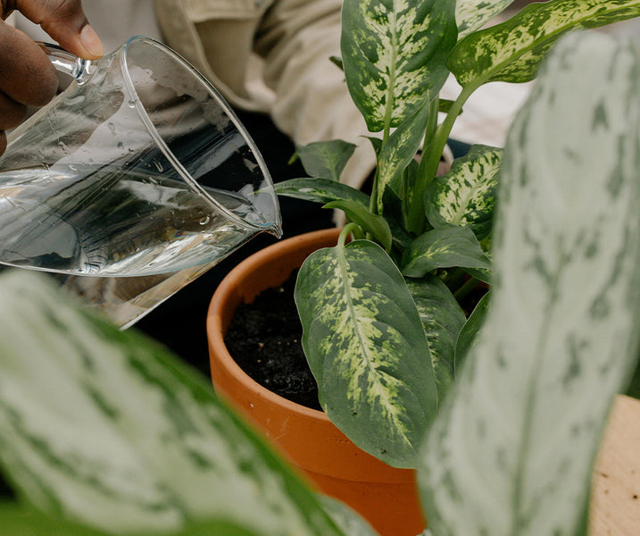 Sobrevive al calor 🌡️ Cómo cuidar de tus plantas este verano