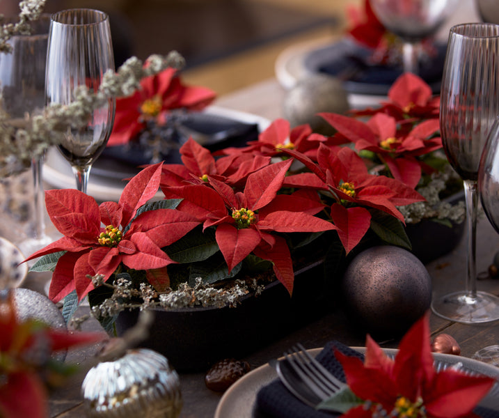 Ideas para decorar con Poinsettias estas Navidades