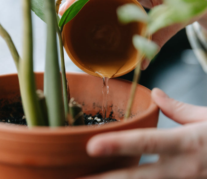 Guía rápida: Cómo cuidar tus plantas durante las vacaciones