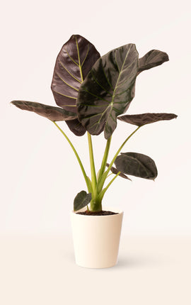 Alocasia Regal Shields
