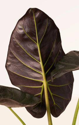 Alocasia Regal Shields