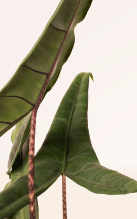 Alocasia Tigrina