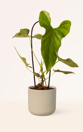 Anthurium Balaloanum