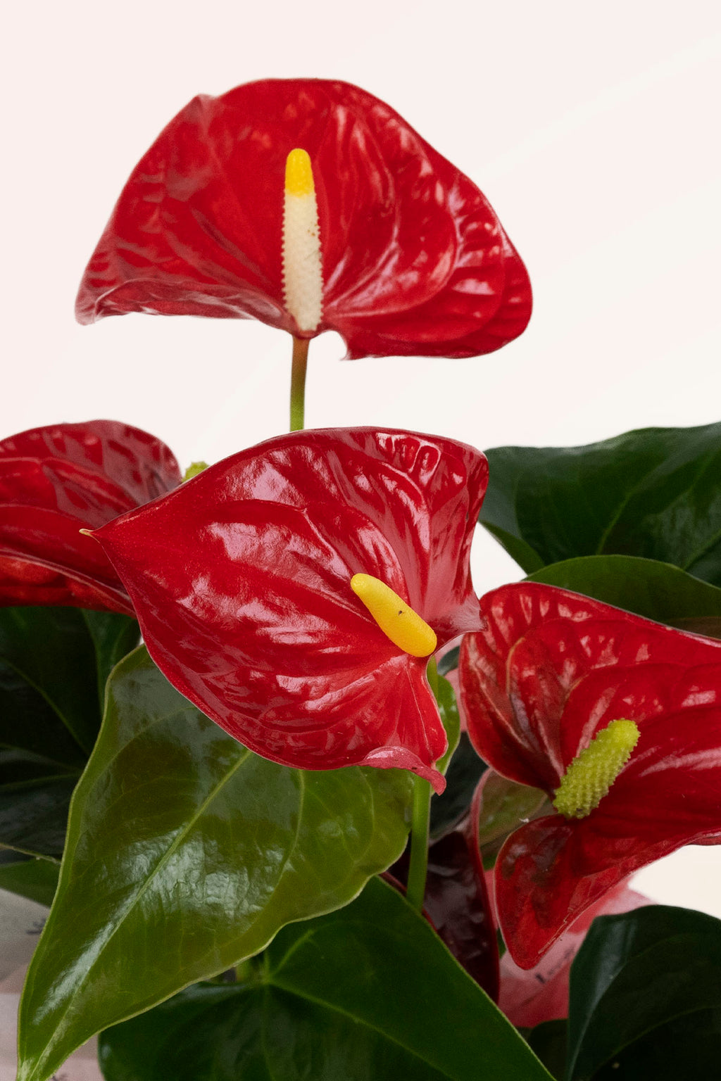 flor anthurium rojo Comprar Anthurium rojo online | April Plants