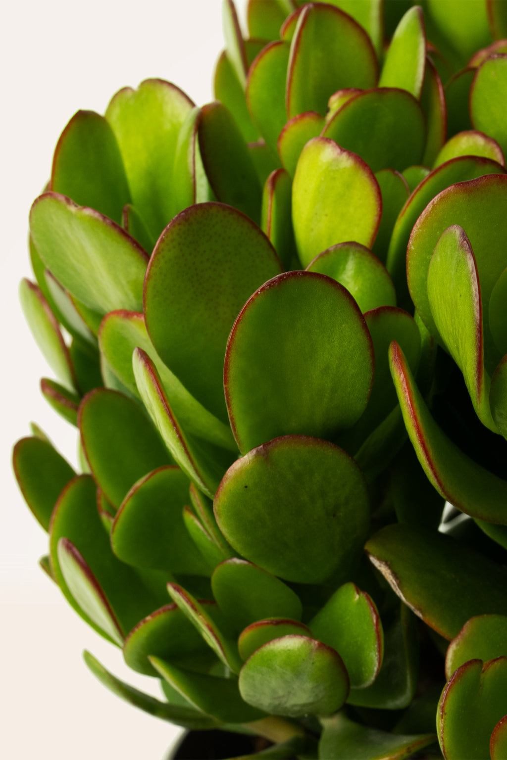 planta jade comprar Comprar Árbol de jade (Crassula ovata) online | April Plants