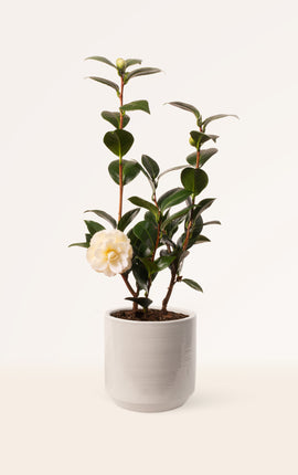 Camellia Japonica Blanca