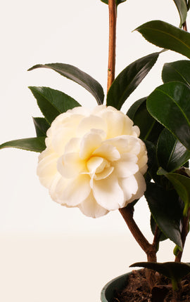 Camellia Japonica Blanca