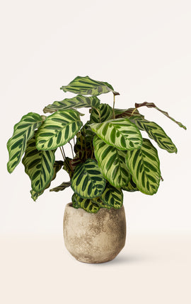 Calathea Makoyana