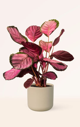 Calathea Roseopicta Rosy