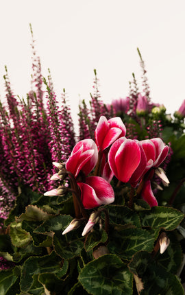 Autumn Bloom