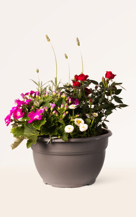 Spring Joy