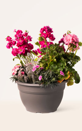 Spring Joy
