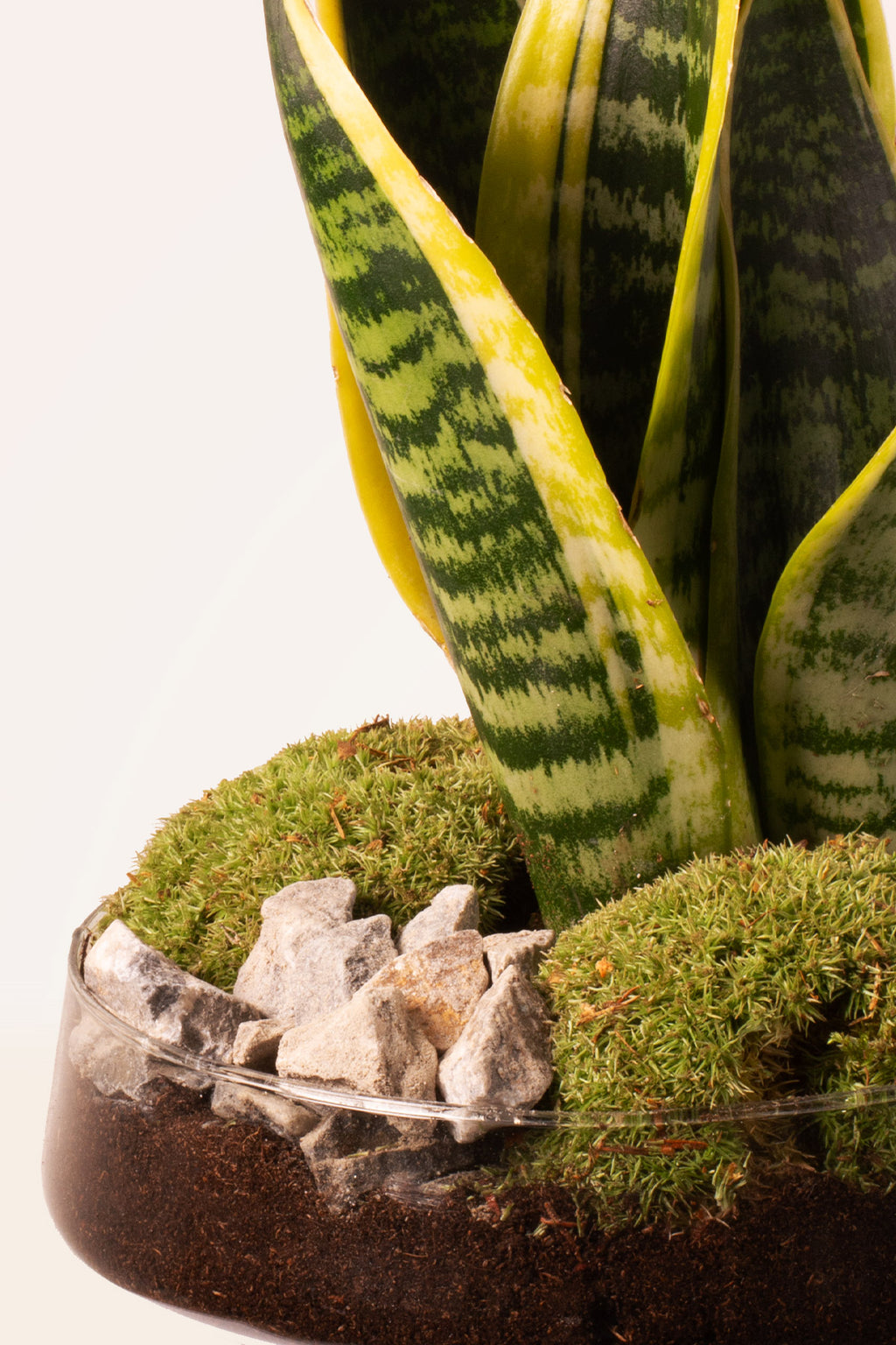 sansevieria planta de interior Comprar composición Sansevieria Garden online | April Plants
