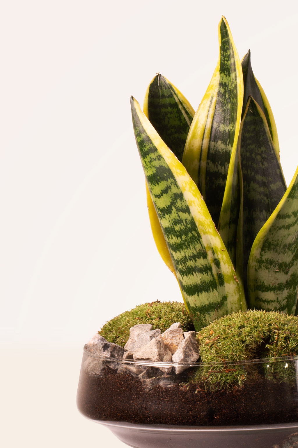 que tierra necesita la sansevieria Comprar composición Sansevieria Garden online | April Plants