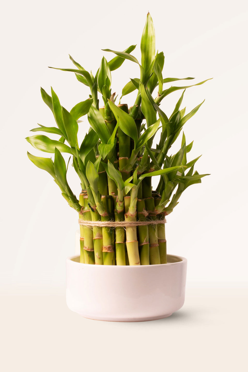 donde comprar lucky bamboo Comprar Bambu de la suerte online | April Plants