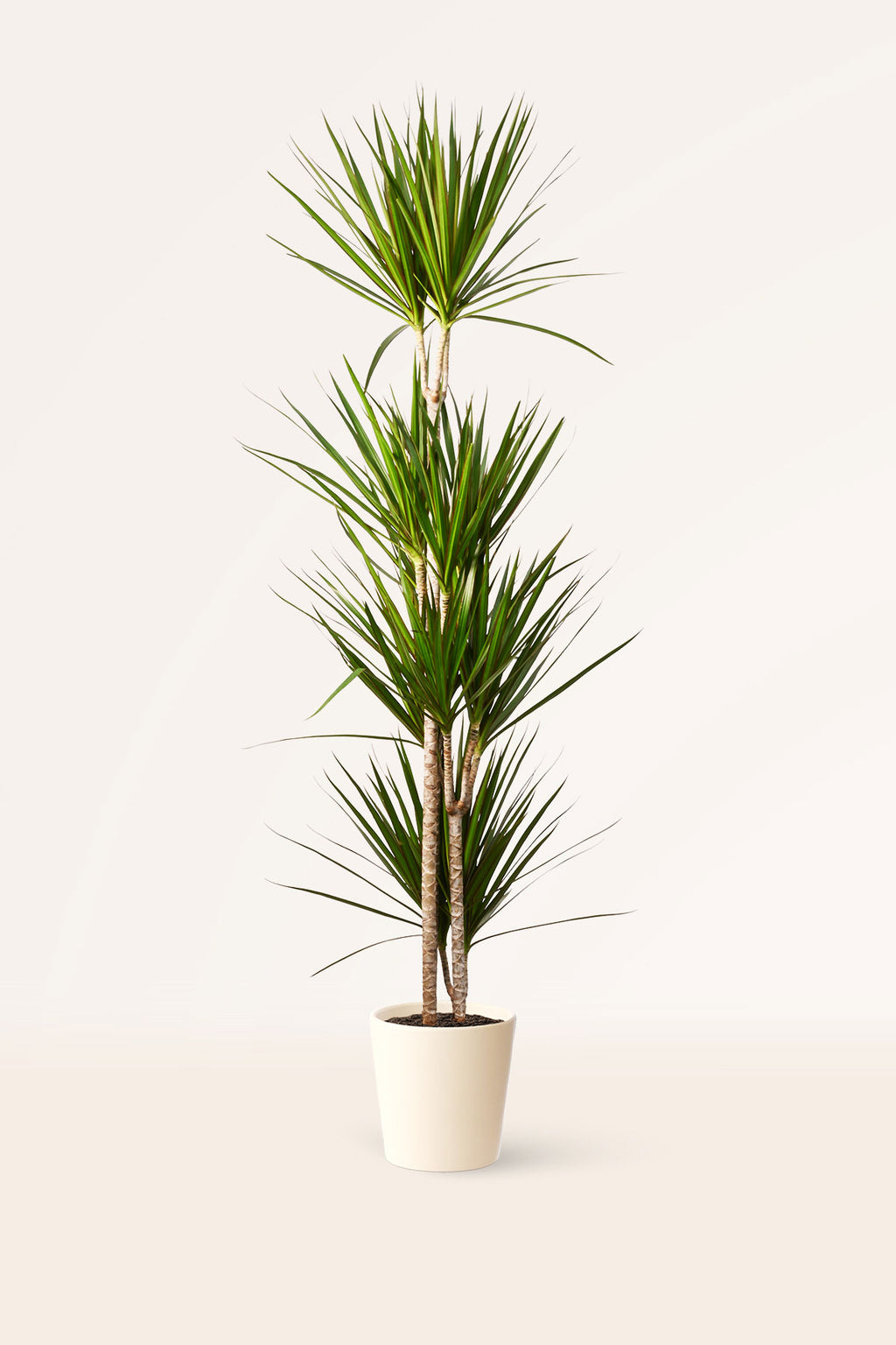 planta de interior dracaena Comprar Dracaena Marginata Bicolor online | April Plants