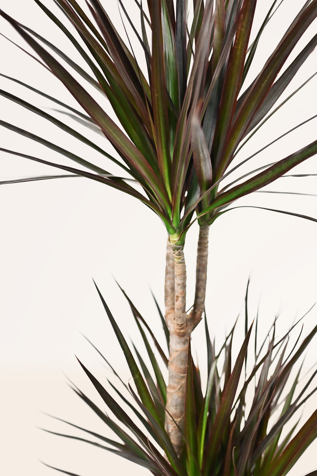 dracaena magenta cuidados Comprar Dracaena Marginata Magenta online | April Plants